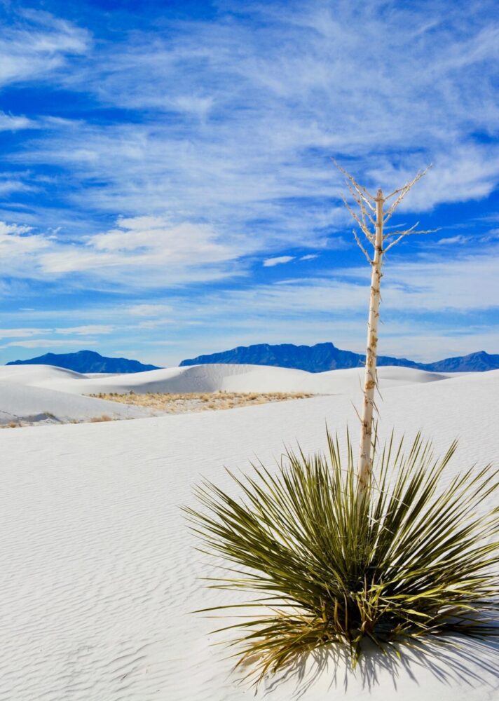 Desert plant in White Sands National Park, New Mexico