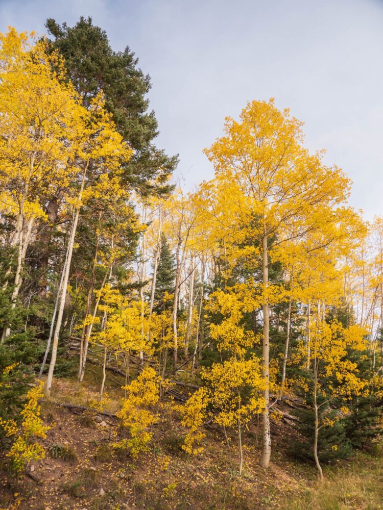 New Mexic forest of aspen trees